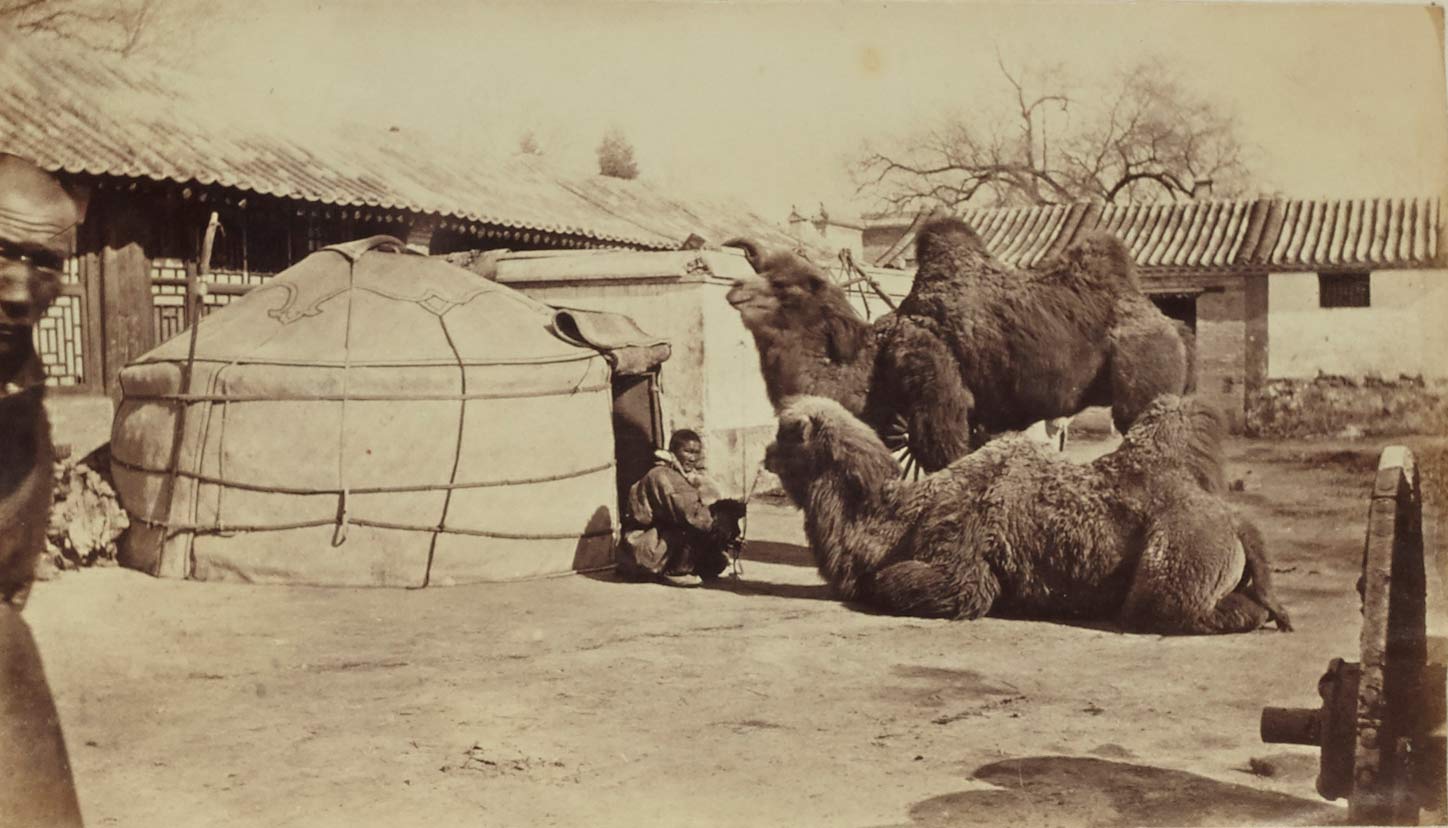 Albumen print of camels in a winter camp in Mongolia